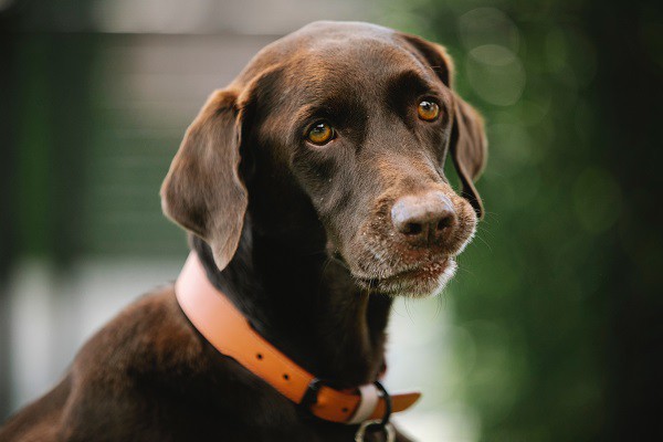 dog gps tracker app dog gps tracker app