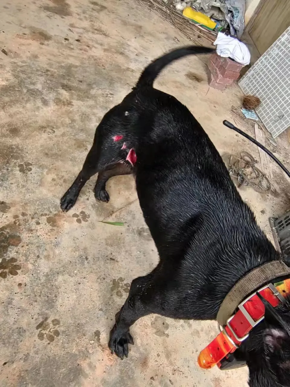 Injured Dog 1 Injured Dog 1