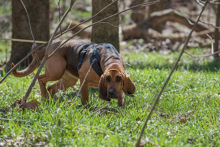 Bloodhound Bloodhound