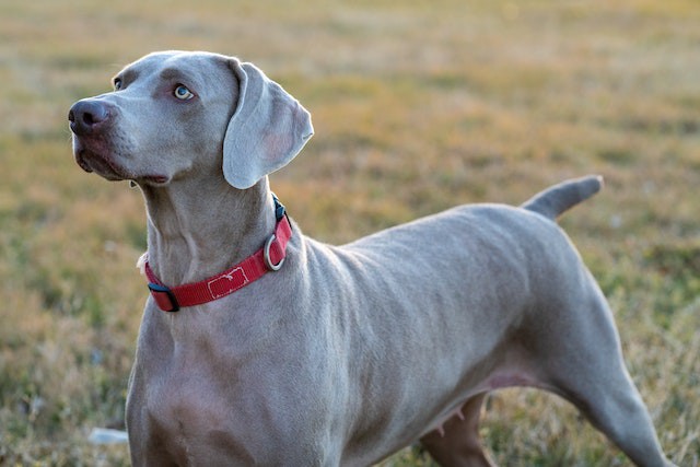 Weimaraner Weimaraner