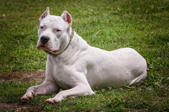 dogo argentino dogo argentino